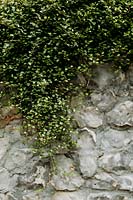 Muehlenbeckia complexa hanging from stone wall in Les Jardins d Etretat, Normandy, France