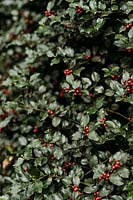 Red berries on Ilex Aquifolium. Les Jardins d'Etretat, Normandy, France
