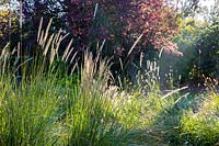 Association of Pennisetum 'Fairy Tails' and Pennisetum thunbergii 'Red Buttons' in autumn sunlight - Fountain Grass. 