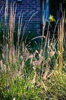 Association of Pennisetum 'Fairy Tails' and Pennisetum thunbergii 'Red Buttons' in autumn sunlight. Fountain Grass. 
