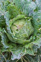 Cabbage 'January King' developing