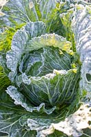 Frosty Cabbage 'January King'