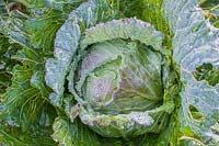 Cabbage 'January King'