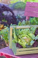 Harvested Cabbage 'January King' in wooden trug
