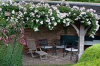 Rosa 'Frances Lester' growing over covered seating area in The Font Garden at Wollerton Old Hall Garden, Shropshire.