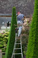 Shaping the yew pyramids at Wollerton Old Hall Garden.