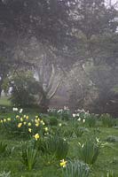 Narcissus 'Daffodills' by river on misty morning.