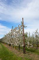 Blossom on rows of pear trees in Spring.