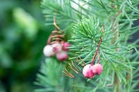Pink rowan berry hanging christmas decorations using copper wire
