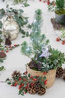 Miniature Christmas tree in woven basket with wire lights and cones and berries at the side