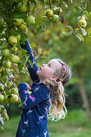 Annie Loader - apple picking, late September
