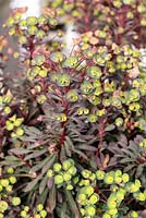 Euphorbia 'Miners Merlot'