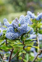 Ceanothus arboreus 'Trewithen Blue' - Californian lilac 'Trewithen Blue'
 
