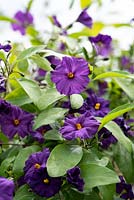 Solanum rantonnetii 'Royal Robe' - Blue Potato Bush 'Royal Robe'
