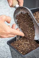 Woman adding a thin layer of compost on top of the newly sown seeds