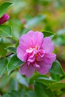 Camellia hiemalis Showa-no-sakae