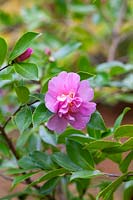 Camellia hiemalis 'Showa-no-sakae'