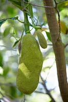 Artocarpus heterophyllus - Jackfruit
