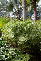 Cyperus alternifolius - Umbrella Grass