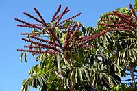 Schefflera actinophylla - Umbrella Tree
