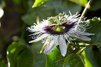 Passiflora edulis - Passionflower 