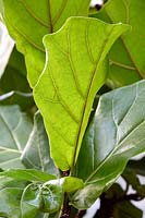 Ficus lyrata - Fiddle Leaf Fig 