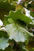 Coccoloba pubescens - Platter Leaf