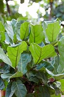 Ficus lyrata - Fiddle-leaf fig