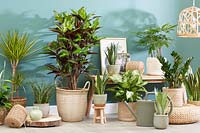 Indoor plant collection. 