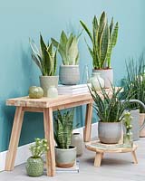 Sansevieria collection displayed in pots in living room. 