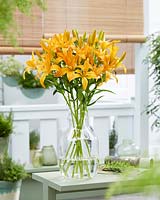 Lilium 'Twinlife Orange' cut flowers displayed in glass vase. 