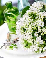 Floral bouquet including Bouvardia 'White Sensation' and Ranunculus 'Pon-Pon Igloo'
