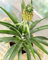 Ananas comosus - Pineapple plant. 