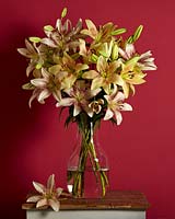 Lilium bouquet in glass vase. 