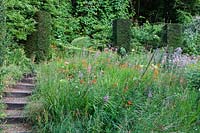 The Wild Garden with flowering perennials and clipped pillars of Taxus baccata - Yew.  Veddw House Garden, Monmouthshire, Wales, UK.