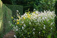 Persicaria campanulata 'Alba Group' with Helenium at the back of the Crecent Border. Hedges of Taxus baccata. Veddw House Garden, Monmouthshire, Wales, UK.