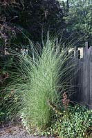 Miscanthus sinensis 'Morning Light' growing against black painted wooden fence. Veddw House Garden, Monmouthshire, Wales, UK.