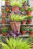 Clay pots on stone steps planted with yellow grasses, heuchera and and mixed violas.