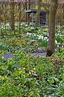 Woodland walk through beds with spring flowers