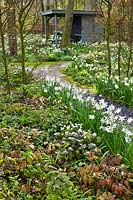 Woodland walk through beds with spring flowers, including Narcissus, Anemone, Erythronium and Trillium chloropetalum.