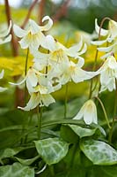 Erythronium californicum - Fawn lily