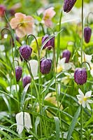 Fritillaria meleagris - Snake's Head Fritillary in bed with daffodils and hellebores.