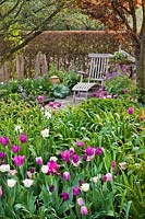 Wooden chair in relaxing area, with Prunus cerasifera and bed of mixed flowering tulips. 