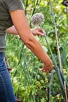 Woman cutting leek seedhead in vegetable garden. 