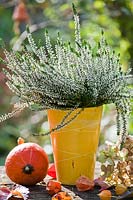 Calluna vulgaris in decorative pot.