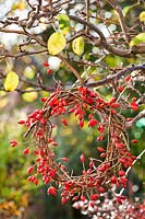 Rosehip wreath hanging from tree.