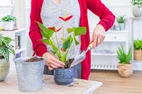 Woman repotting Anthurium houseplant