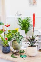Selection of colourful houseplants including Anthurium, Bromelia and Aphelandra squarrosa 'Dania' after repotting and care