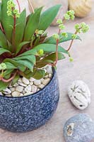 Crassula rosularis with white decorative stone mulch