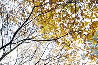 Fagus sylvatica, beech tree, Rendlesham Forest, Suffolk